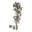 Purple Passion Bush