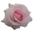 Pink Roses