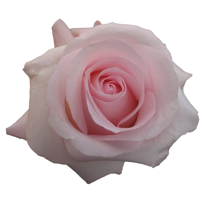 Pink Roses