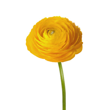 Ranunculus Yellow