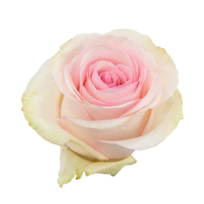 Pink Roses
