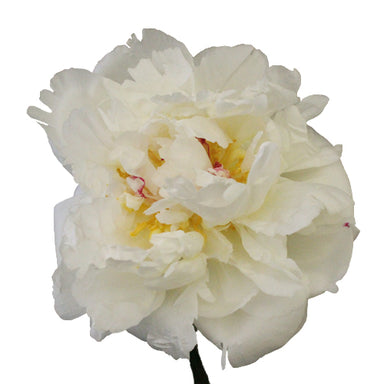 Peony White