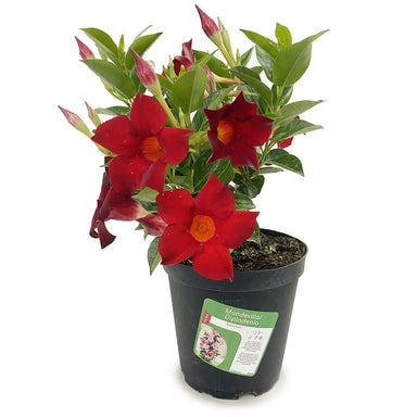 Dipladenia Bush