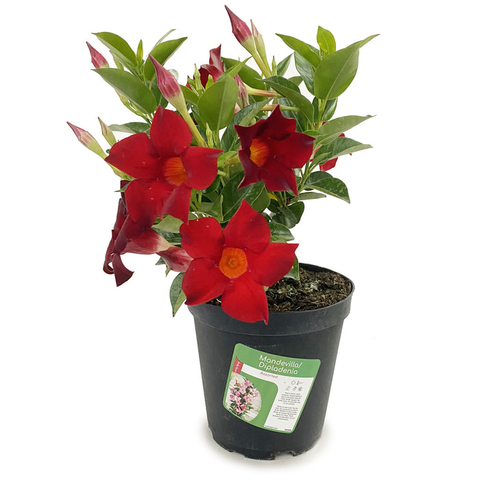 Dipladenia Bush