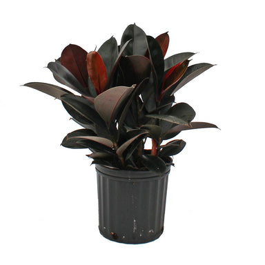 Burgundy Rubber Plant