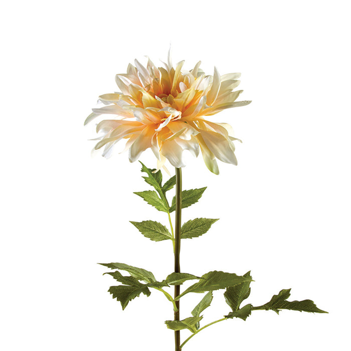 Dahlia