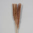 29" Dried Pampas Bunch - Natural