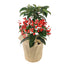 4 in Ardisia Plant