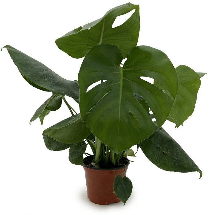 Monstera Delicosa-Splitleaf