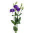 Lisianthus