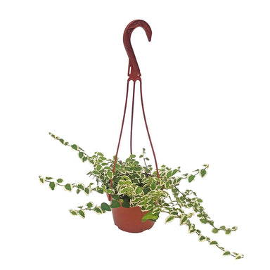 8" Ficus Repens Variegated Hanging Basket