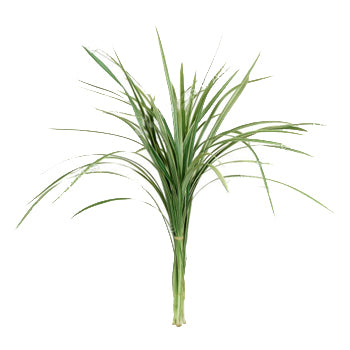 Lily Grass Green