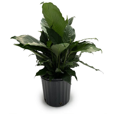 Spathiphyllum