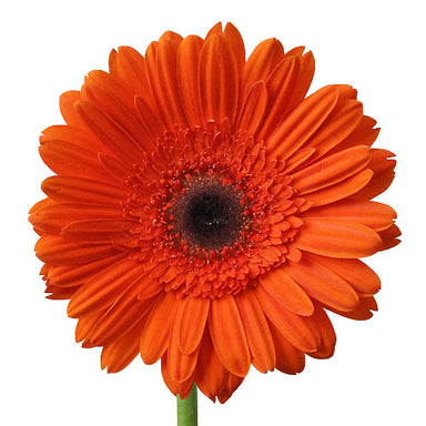 Gerbera Orange