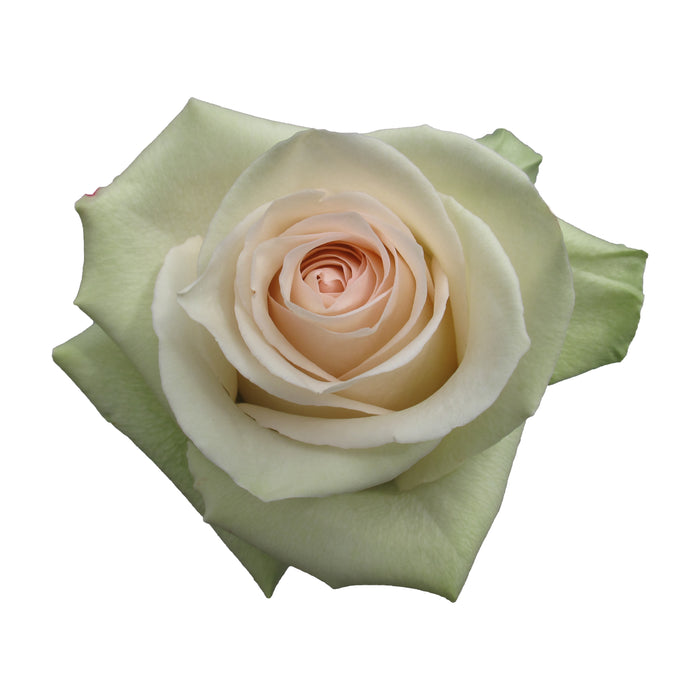 Pink Roses