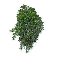 Boxwood Green