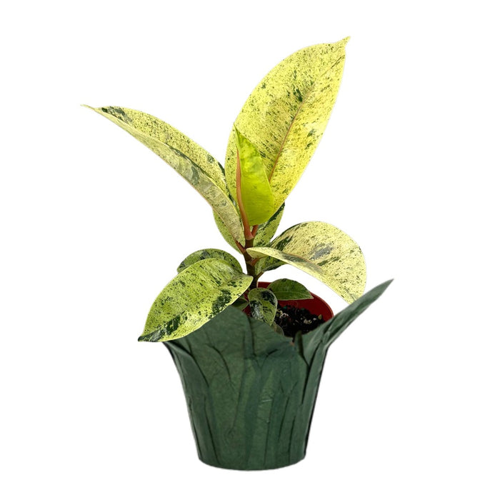 6" Ficus Shiveriana