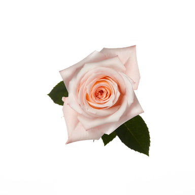 Rose 50cm Engagement