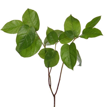 Salal