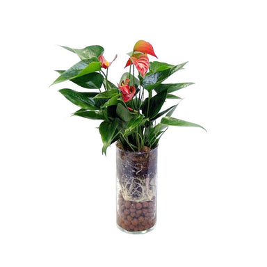 4 in Anthurium in Glass