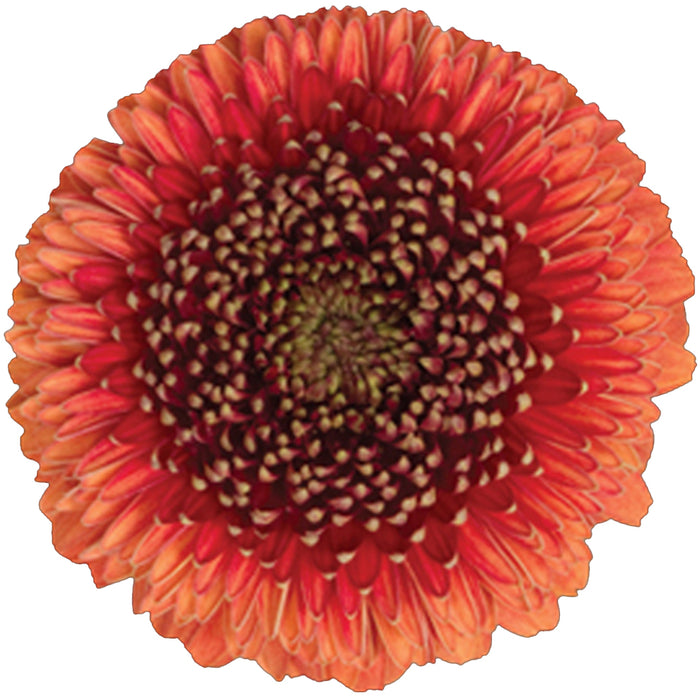 Gerpom Peach Titaan