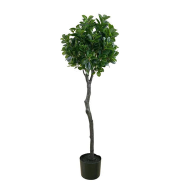 4' Italian Ficus Topiary - Green