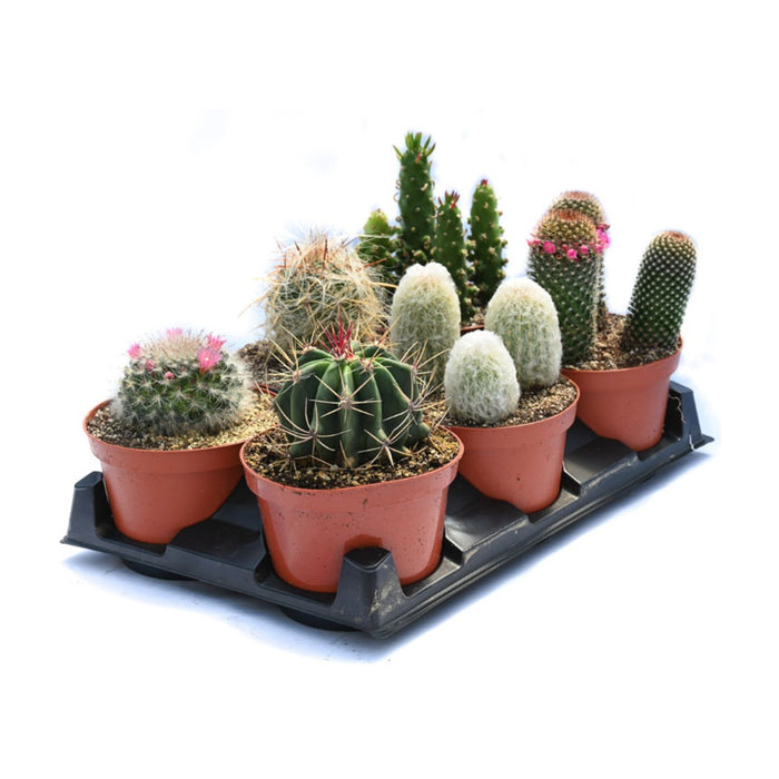 Cactus