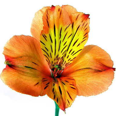 Orange Alstroemeria