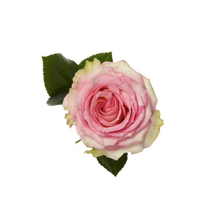 Pink Roses