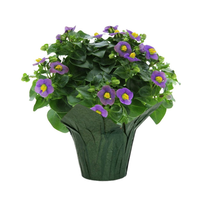 4 In Exacum