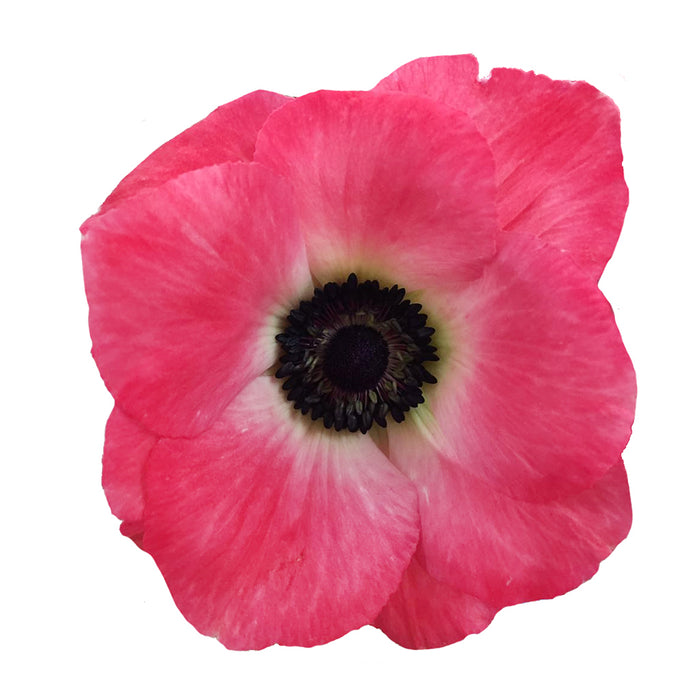 Anemone