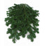 25lb Silver Fir Bale