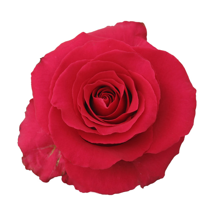 Pink Roses