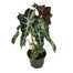 Alocasia Plant - 6 Inch - Polly