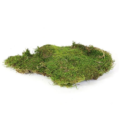 Sheet Moss