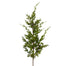 Conifers Spray