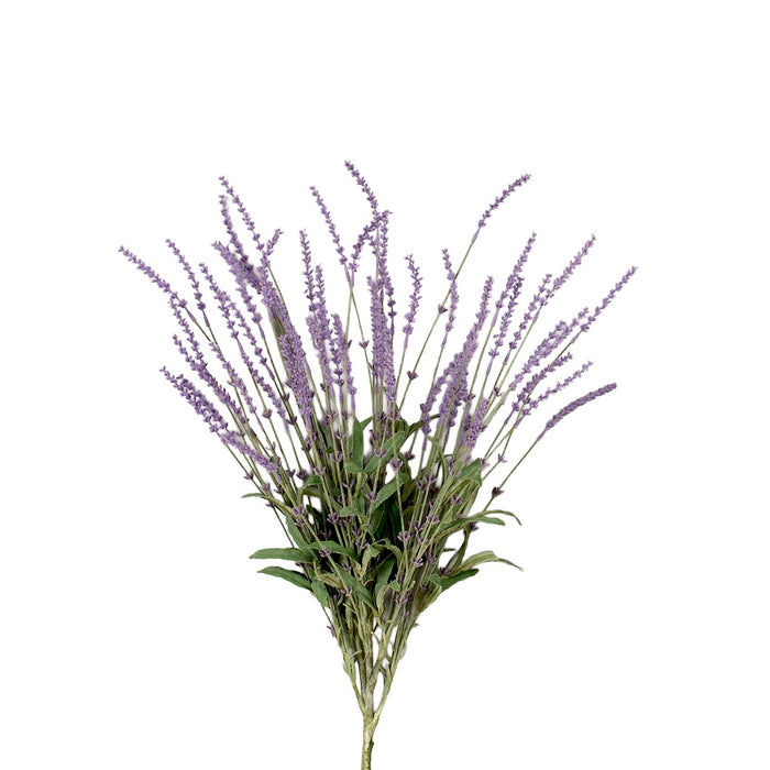 26 in Lavender Bush - Lavender
