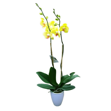 Phalaenopsis Plant