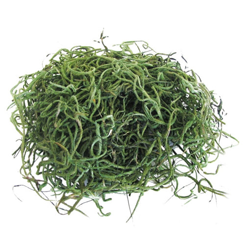 Spanish Moss