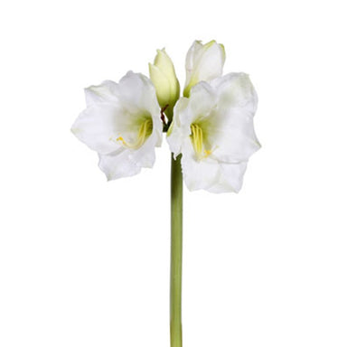 19.5 in Amaryllis - White