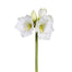 19.5 in Amaryllis - White