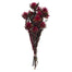 8-20 in Merlot Plumosum Bundle (8 Heads)