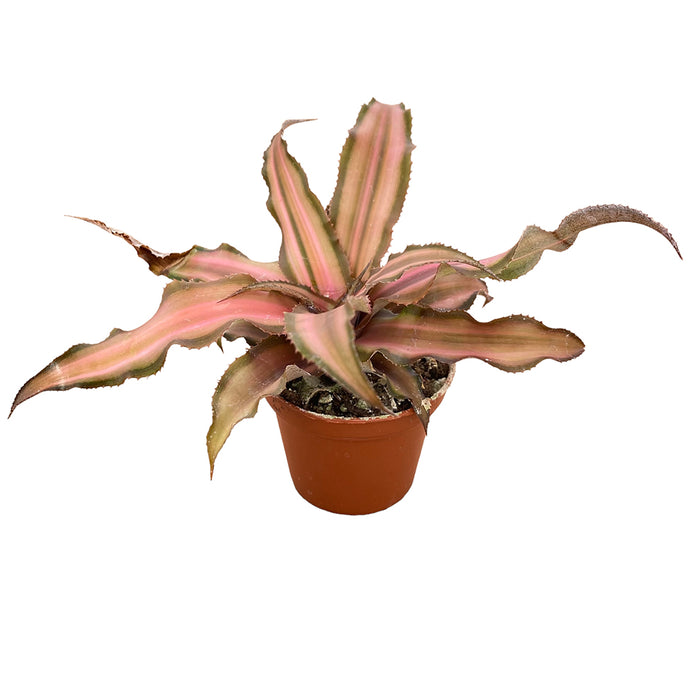 2 In Cryptanthus