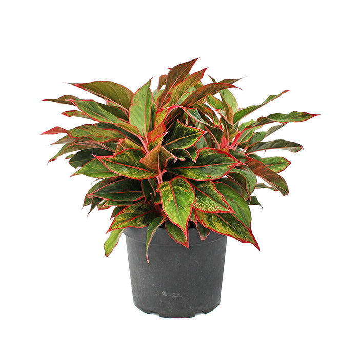 Aglaonema Pink