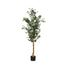 Eucalyptus Tree In Black Plastic Pot