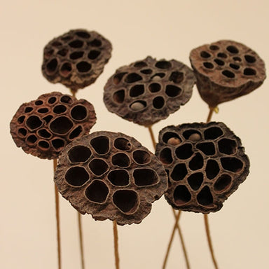 Small Lotus Pod/Stem - Natural