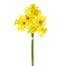 Daffodil Bundle - Yellow