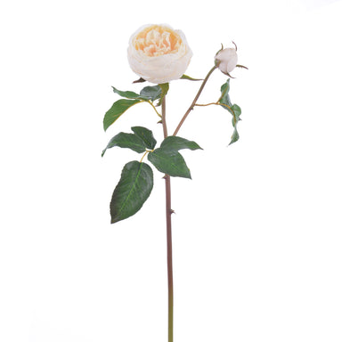 English Rose Short Stem - Beige