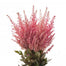 Astilbe