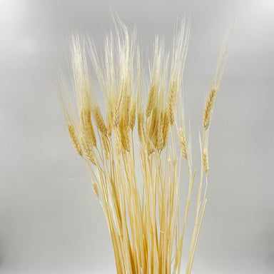 Triticum Wheat - Bleached